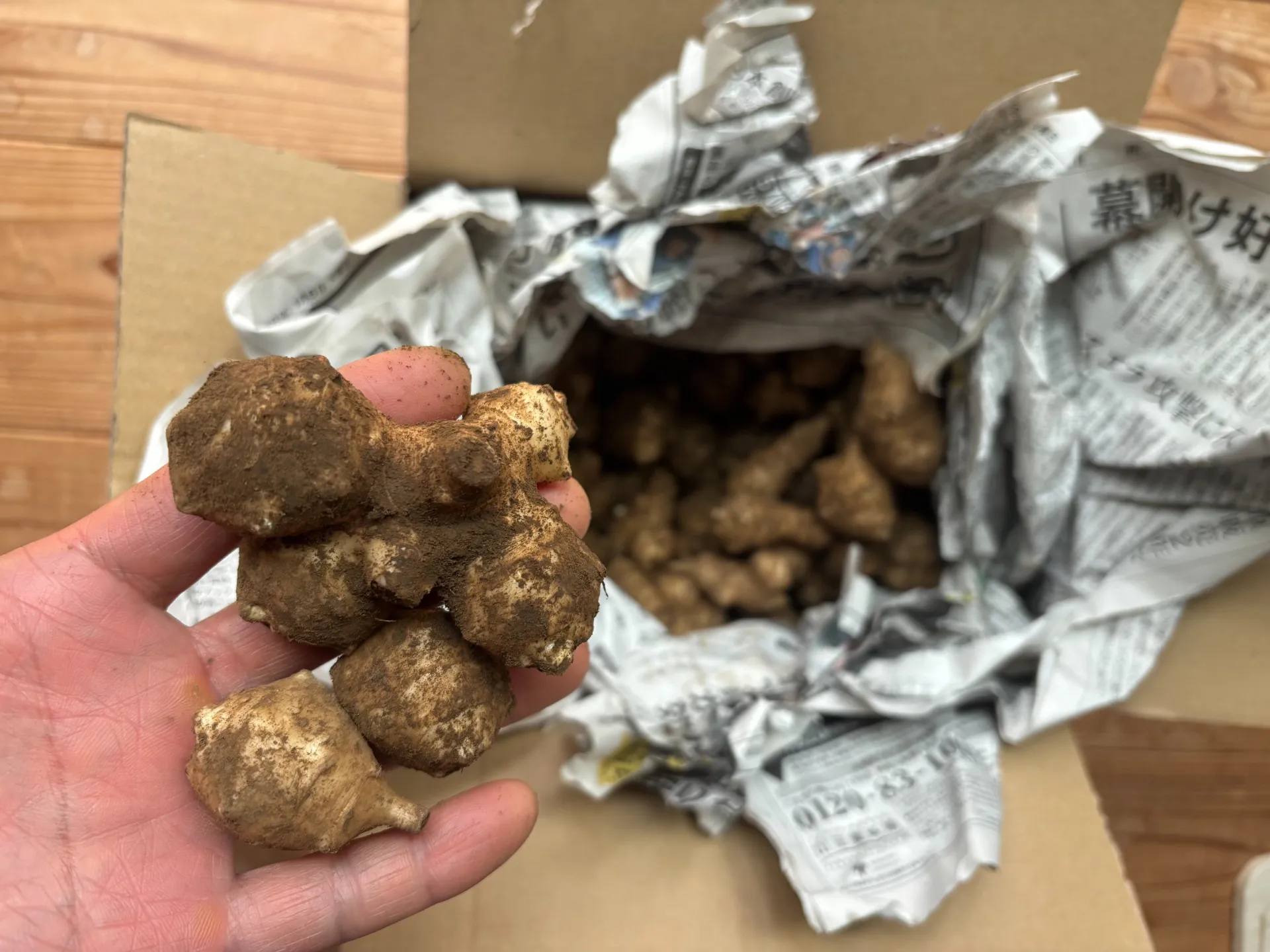 地味なのに、なぜか痩せる。 ぼくがキクイモを推す理由